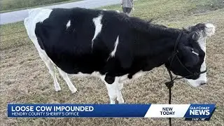 Deputies search for owner of cow found roaming on Trader Road in Hendry County