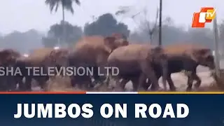 Elephant Herd Crosses Highway In Athagarh, Traffic Comes To Still | OTV News English