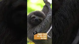 Five Fun Facts about Sloths