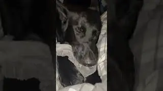 Adorable Dog Making Biscuits! 🐶😍
