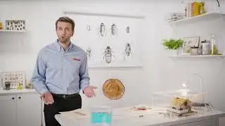 Ant Pest Control