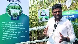 मेगा स्वीट जनावरांचा चारा #advantaseeds #seeds #farming #agri #agrifuture 