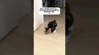 The most perfect thing❣️✨💘 #cat #disabledandcute #cats#pets #catsandfriends#catshorts#cute #catlover