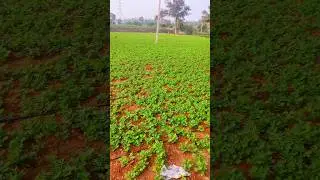 Natural peanuts🥜🥜🥜 #agriculture #shorts #trending #farming #vivasayi #ytshorts #viralfarmer