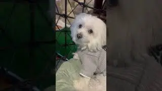Just look at Me #cute #love #dog #shorts #viral #trending #shortsvideo #viralshorts#viralvideo #like