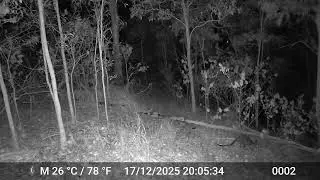 2025/12/17, 20:05 - east trail - Swamp Wallaby joey