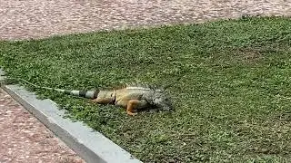 Iguana -wild and free eating at the public square of Salinas Puerto Rico