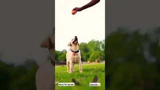Labrador jumping! mercy catching the ball! Do subscribe! #labdog #labradorlove #doggy #puppy