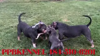 CLEANING OUT KENNEL/BULLS IS OUT‼️✅🦍 #pocketbully #americanbully #abkc #fyp #viral
