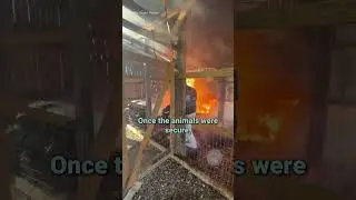 Тейлер Холдер и его друзья бросились в огонь, чтобы спасти его животных #животные
