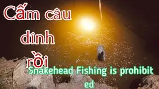 Snakehead fishing is prohibited /Cấm C&acirc;u C&aacute; L&oacute;c D&iacute;nh C&aacute; Cụ L&acirc;u Năm @sanbat192