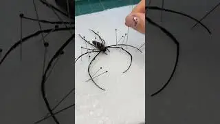 Pinning a dead black orb or black wood spider #entomology #ethical #educational