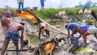 &ldquo;Traditional Fishing in a Rice Field Pond | Relaxing Village Life in Asia&rdquo;