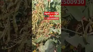 latest new breed red gram skanda111 variety breed.