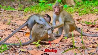 Moby M_iserable life is lived under the influence of powerful monkeys who inflict daily abuse.