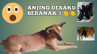 ANJING PELIHARAAN/Ayyu Sekar Official