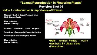 CBSE grade 12- Male and female gametophytes-Sexual reproduction in flowering plants-1