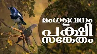 മംഗളവനം പക്ഷിസങ്കേതം | Mangalavanam Bird Sanctuary | Mangrove forests | കണ്ടൽക്കാട് സംരക്ഷണം