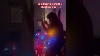 It&rsquo;s still the season #christmas #music #rocky #boxer #punches #shadowboxing #hardwork #dedication