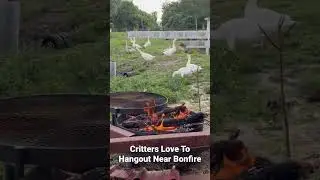 Critters & Bonfire #ranch #geese #duck #farming #animals #miniaturecows #lamb #goat #sheep #lgd