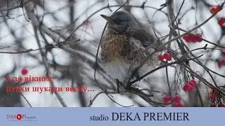 А за вікном птахи шукали весну... | Lumix GH5 Footage using Commlite adapter