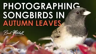 Photographing SONGBIRDS on AUTUMN Leaves