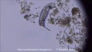 Osservazione al microscopio dei fanghi attivi per la depurazione delle acque reflue