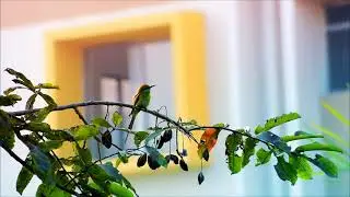 When Bird's Are Hunting || B&ouml;hm's bee-eater || First Video