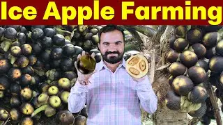 Ice Apple Farming in India | How to Start | ताड़गोला खेती | Nungu Fruit | Tadgola | New Business