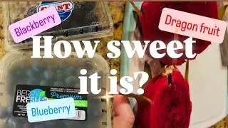 BRIX testing BLACKBERRY, BLUEBERRY, vs DRAGON FRUIT, Taiwan Red, and Dark Star 
