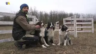 Пастушьи собаки Подлина   Моя земля
