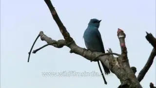 Verditer Flycatcher (Eumyias thalassinus) sitting on a tree