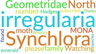 Things to Know About Synchlora irregularia