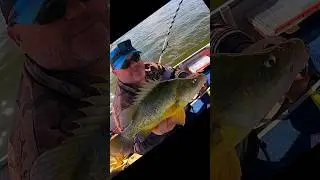 Yellowbelly Leslie dam fishing competition 2024