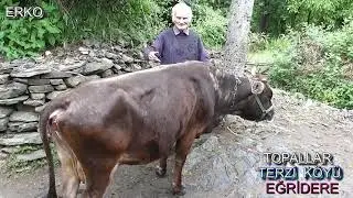 Ardino,Eğridere,Terzi Köyü,Topallar 2015 video çekimi