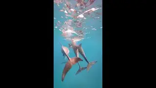 Indo Pacific Bottlenose Dolphin~Their tails~ #shorts