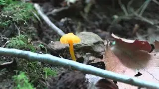 Mushroom Foragers Take on Little Creek