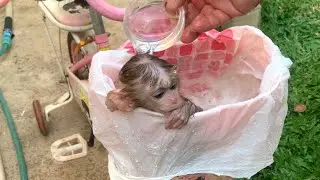 Little Puppy Baby Monkey Bathing In Bicycle Basket