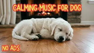 Dog Calming Sounds for Sleep 🐕 12 Hours Deep Relaxation | No Ads