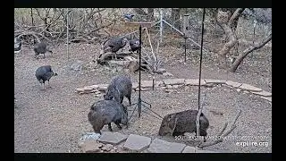 Peccaries And Wild Turkeys Sharing The Feeder