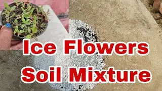 Ice Flowers Soil Mixture/Best Soil Mixture For Ice Flowers 