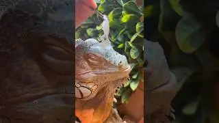 Shedding day 🤩 #satisfying #asmr #explore #foryou #youtubeshorts #shorts #shedding