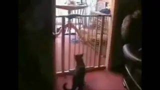A gassy cat epicly FAILS jumping over a baby safety gate lol