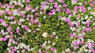 Interactive floor - Effect fwhite and violet flowers (Kick)