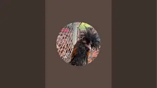 Chicken coop cam live.Jan.20 #chicken #birdwatching #backyardchickens #rooster #bunny #&iacute;ndiogigante