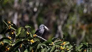Canon RF 200-800mm Wildlife Test | Malabar Grey Hornbill in 4K | R6 Mark II