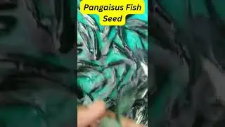 Pangasius Fish Seed | Stunted Seed | Old Seed | Good Survival & Growth | Reduce Your Culture Time P1