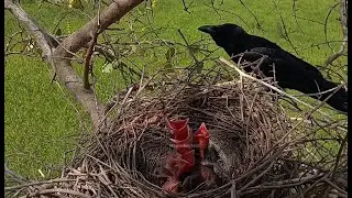 Large-billed crow bird nurture the little baby in the nest very well. EP02