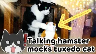 A Talking Hamster Mocks My Tuxedo Cat (MUST WATCH)