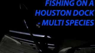 FISHING ON A HOUSTON DOCK - MULTI SPECIES